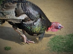 turkey-316050_640