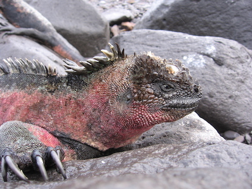 Marine_iguana_red.JPG
