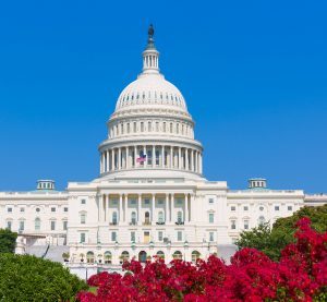Capitol building Washington DC pink flowers garden USA congress US