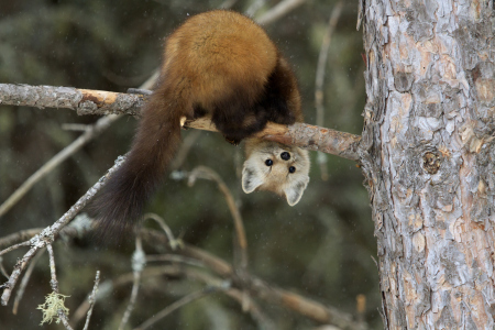 Which way is up, says the pine marten