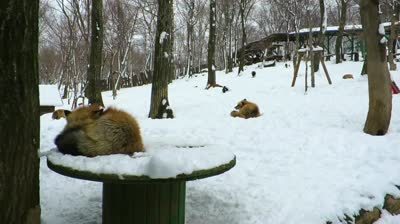 foxvillageenter