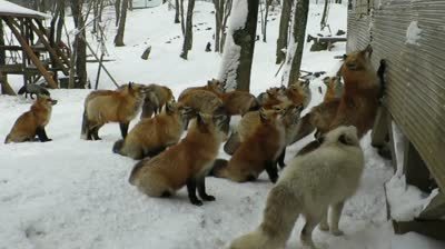foxvillageside