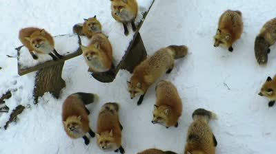 foxvillagestand