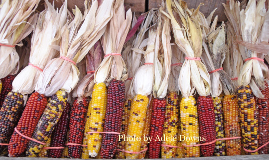 HO_IndianCorn