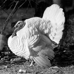 turkey-arsimagegallery