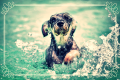 Dog paddling