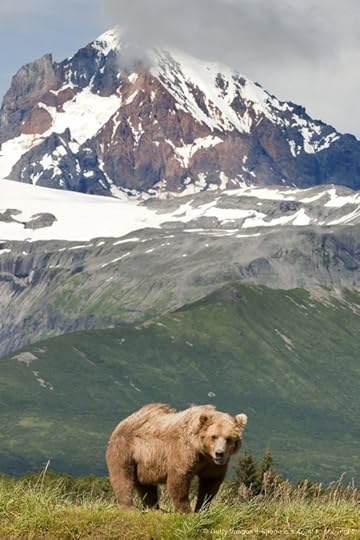 Grizzly bear with glacier in the background. Katmai National park, Alaska.: 