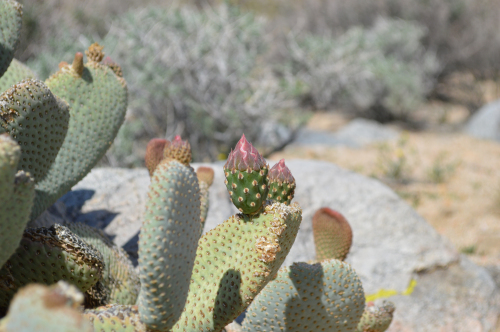 California_Desert_Landscape_21