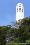 Coit above the Trees