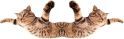 Effing Feline divider