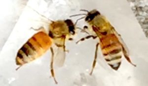two-bees