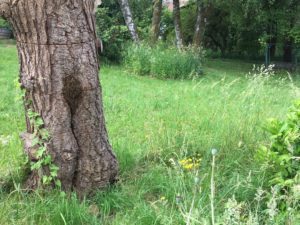 hollow-tree difficult bee decisions