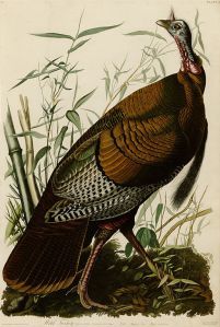 wild_turkey