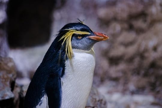 Rockhopper penguin, image by Nicolas Bschor, Public Domain via Pixabay.