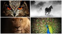 Free Psychic Animal Spirit Reading