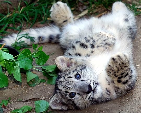 Image result for snow leopard
