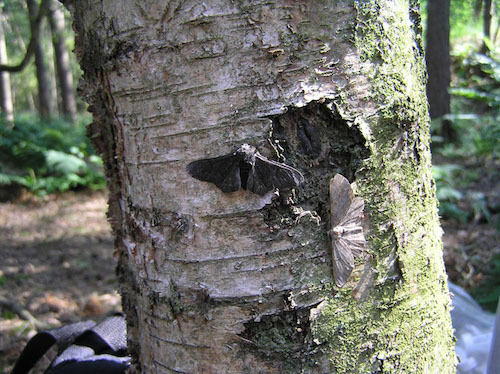 Poster moths.jpg