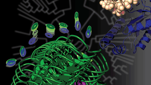 protein-mutation-prehoda.jpg.png