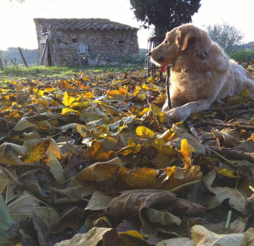 Smokey-autumn-leaves