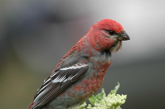 Pine Grosbeak