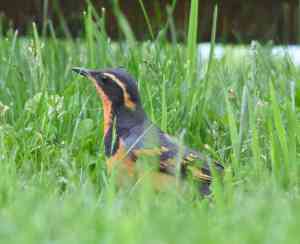 Varied Thrush