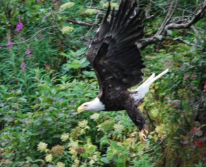 Bald Eagle