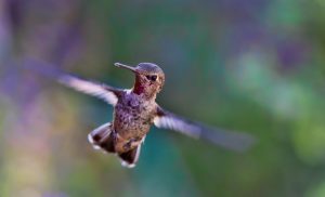 hummingbird