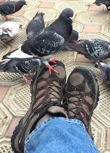 Pigeon on Foot