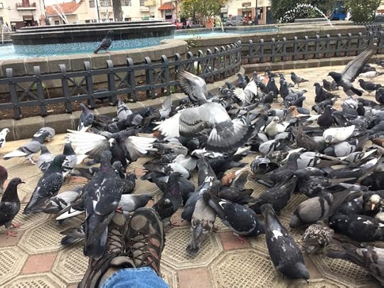 Pigeon and Friends