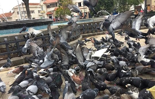 Feeding Frenzy of Pigeons