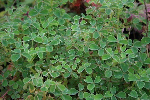 Photo: The delicious benefits of edible perennial plants