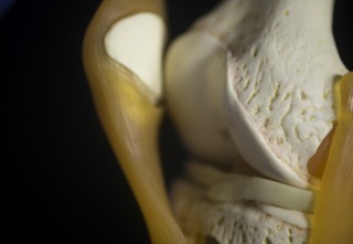 Inline_Cartilage_Training