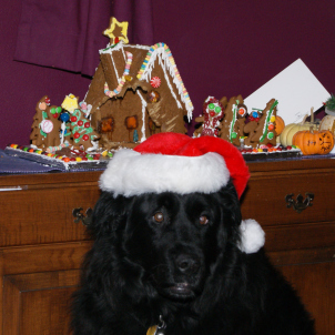 Baloo can has ginger bread house.