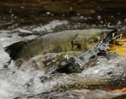 Photo: Reconciliation requires recognizing rights-based fishing