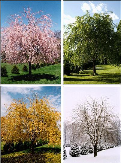 four-seasons-trees