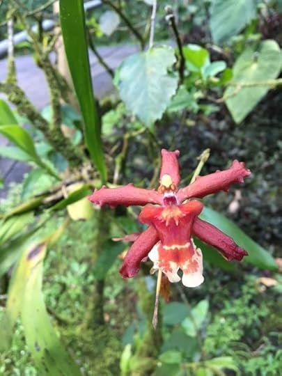 Orchid, Hilo Botanical Garden