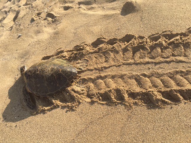 Turtle on the beach