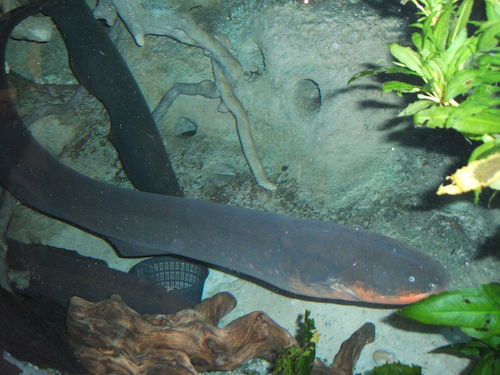 Electric-eel2.jpg