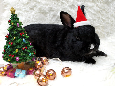 No, not this kind of rabbit. Even if it is cute