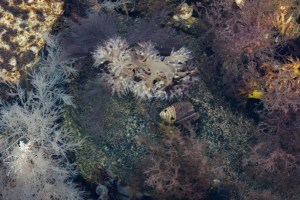 Underwater herbs in tidal pool