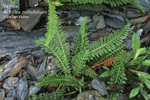 Yarrow, Achillea millefolum