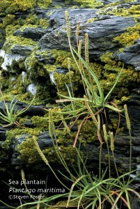 Plantago maritima var. juncoides; goosetongue plantain