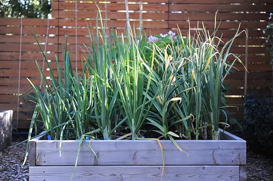 Crop Lifespan_Seattle Urban Farm Co.