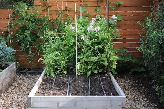 The onions and garlic in the main image on this page were planted in this open space.
