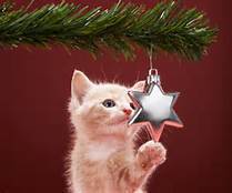 cat-holiday