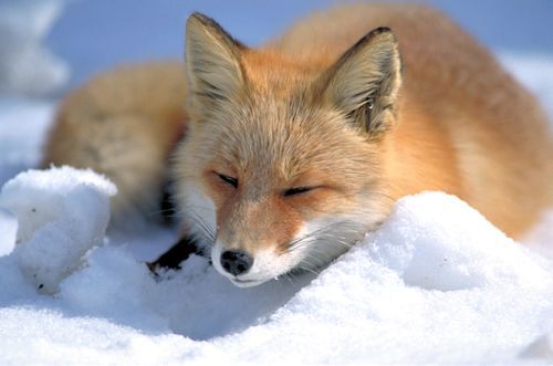 Red fox by Shiretoko-Shari Tourist Association