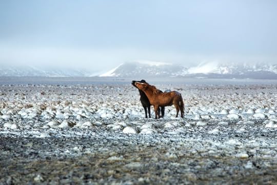 Two Icelandic horses in snowy winter landscape