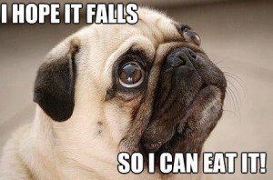 Pug Wistful Look
