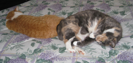 Yin and Yang
