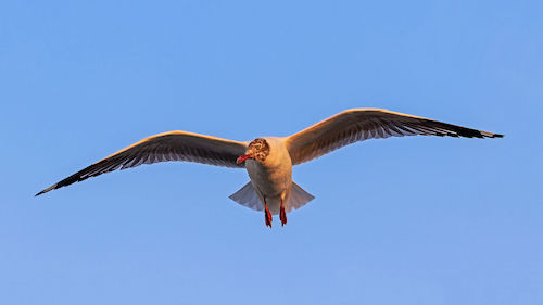 Thane_Creek_and_Elephanta_Island_03-2016_-_img32_flying_gull.jpg